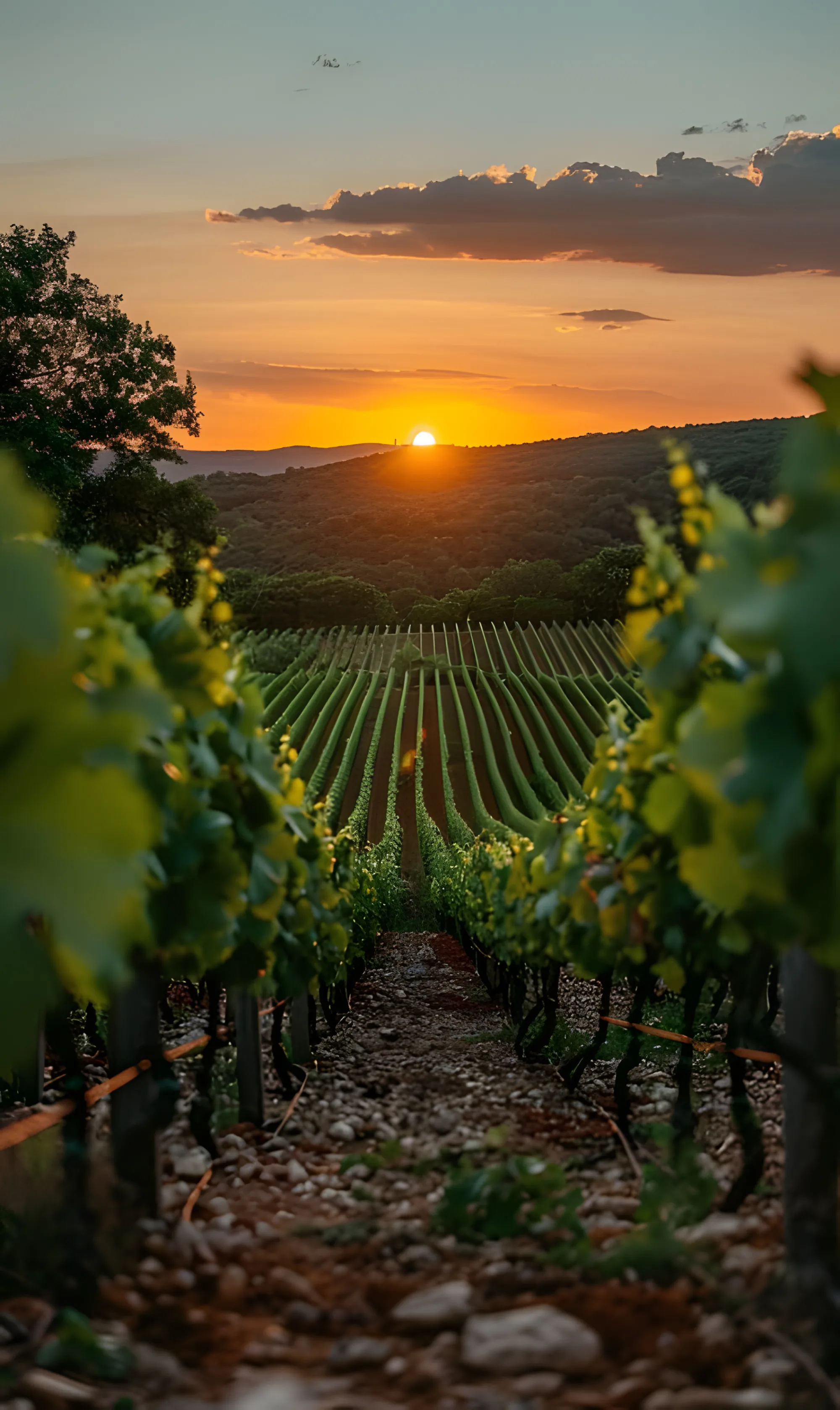 Vinhedo ao pôr do sol