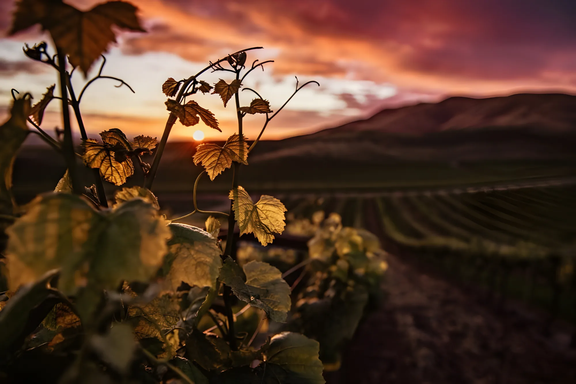 Folhagem de videira ao pôr do sol